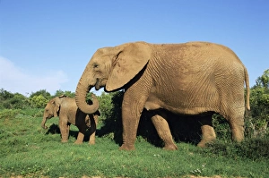 African elephant