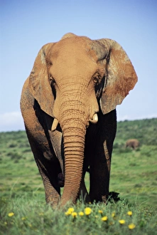 African elephant