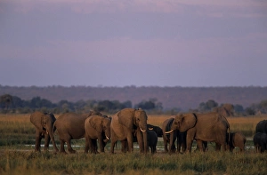 African elephant African elephant