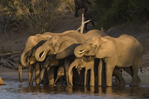 African elephant