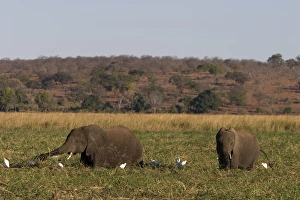 African elephant
