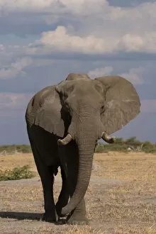 Images Dated 2003 June: African elephant