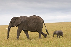 Images Dated 5th October 2008: African elephant and baby (Loxodonta africana), Masai Mara National Reserve