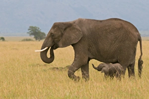 Images Dated 5th October 2008: African elephant and baby (Loxodonta africana), Masai Mara National Reserve