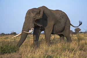 Bush Elephant Prints: African elephant bull (Loxodonta africana), Kruger National Park, South Africa, Africa