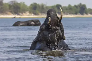 African elephant bull (Loxodonta africana) bathing in the Chobe while crossing the river
