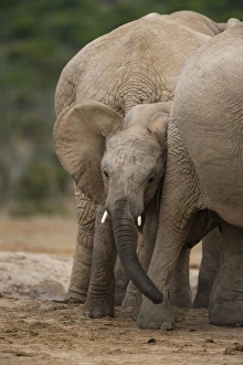 Addo Prints: African elephant calf (Loxodonta africana)