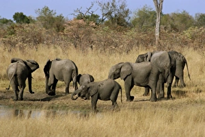 African elephant drinking at waterhole