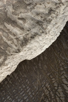 Animal Skin Prints: African elephant ear and skin detail (Loxodonta africana)