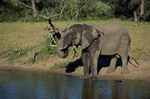 Kruger Prints: African elephant on the edge of water