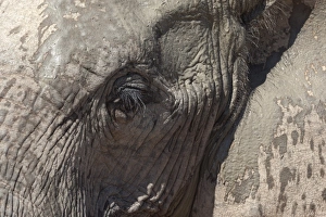 Animal Skin Prints: African elephant head and skin detail (Loxodonta africana)