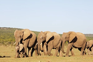 African elephant herd (Loxodonta Africana), Addo Elephant National Park, Eastern Cape