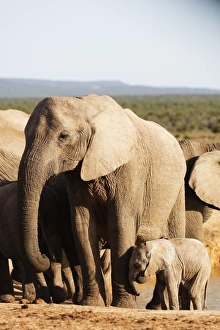 Addo Elephant National Park Gallery: African elephant herd (Loxodonta Africana), Addo Elephant National Park, Eastern Cape