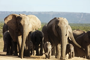 African elephant herd (Loxodonta Africana), Addo Elephant National Park, Eastern Cape