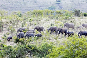 Kwazulu Natal Prints: African elephant herd, (oxodonta Africana), Hluhluwe-Imfolozi Park, Kwazulu-Natal