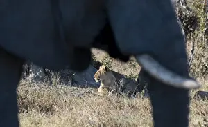 Lying On Front Prints: An African elephant (Loxodonta african) walks by a lion pride (Panthera leo), Botswana