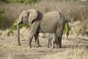 Images Dated 20th January 2000: African elephant (Loxodonta africana) mother and two-day-old baby