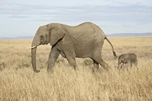 Images Dated 20th October 2006: African elephant (Loxodonta africana) mother and two day old baby
