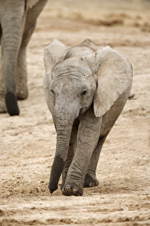 African elephant (Loxodonta africana)
