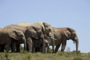 Images Dated 8th November 2006: African elephant (Loxodonta africana)
