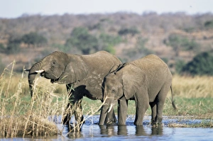 African elephant (Loxodonta africana)