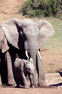 Addo Elephant National Park Gallery: African elephant (Loxodonta Africana), Addo Elephant National Park, Eastern Cape