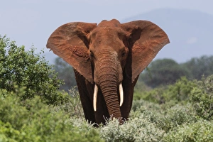 African elephant (Loxodonta africana), Tsavo, Kenya, East Africa, Africa