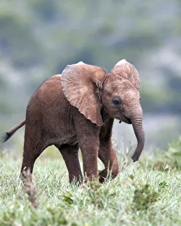 Addo Elephant National Park Gallery: African Elephant (Loxodonta africana), baby running with its ears out, Addo Elephant National Park