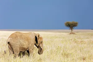 African elephant (Loxodonta africana), Serengeti National Park, UNESCO World Heritage Site