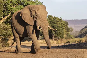 African elephant (Loxodonta africana), Zimanga game reserve, KwaZulu-Natal, South Africa