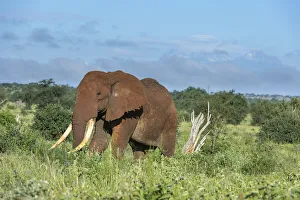 African elephant (Loxodonta africana), Tsavo, Kenya, East Africa, Africa