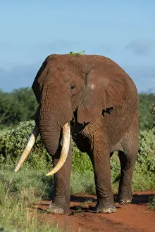 African elephant (Loxodonta africana), Tsavo, Kenya, East Africa, Africa