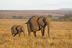 Images Dated 5th October 2007: African Elephant (Loxodonta africana) mother and young, Masai Mara National Reserve