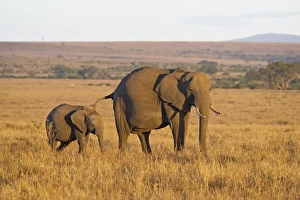 Images Dated 5th October 2007: African Elephant (Loxodonta africana) mother and young, Masai Mara National Reserve