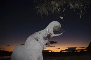 Images Dated 8th May 2009: African elephant (Loxodonta africana), browsing at dusk, Okaukuejo waterhole