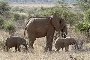 Images Dated 28th September 2007: African elephant (Loxodonta africana) mother and two youngsters, Samburu National Reserve