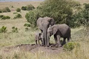 Images Dated 1st October 2008: African elephant (Loxodonta africana), Masai Mara National Reserve, Kenya
