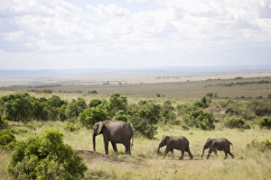 Images Dated 1st October 2008: African elephant (Loxodonta africana), Masai Mara National Reserve, Kenya