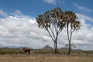 Images Dated 4th December 2009: African elephant (Loxodonta africana) walking near a doum palm (Hyphaene coriacea)