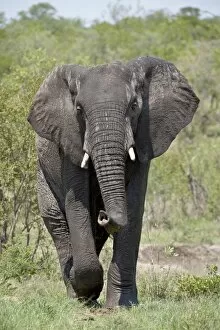 Images Dated 16th November 2007: African Elephant (Loxodonta africana), Kruger National Park, South Africa, Africa