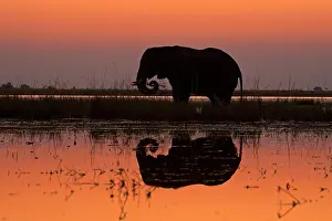 Loxodonta Prints: African Elephant, (Loxodonta Africana), feeding in river, Chobe National Park, Botswana