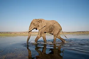 Savannah Prints: African Elephant, Loxodonta africana, mud covered, Chobe River, Botswans