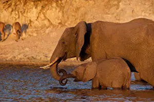 Savanna Prints: African Elephant, (Loxodonta africana), cow with young calf, Chobe National Park, Botswana