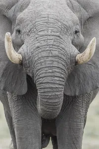 Portrait Prints: African elephant (Loxodonta africana)