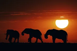 Evening Mood Prints: African Elephant (loxodonta africana)