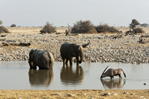 African elephant (Loxodonta africana), Etosha National Park, Namibia, Africa