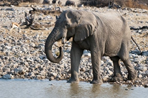 African elephant (Loxodonta africana), Etosha National Park, Namibia, Africa