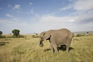 Images Dated 4th October 2008: African elephant (Loxodonta africana), Masai Mara National Reserve, Kenya, East Africa, Africa