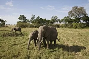 Images Dated 4th October 2008: African elephant (Loxodonta africana), Masai Mara National Reserve, Kenya, East Africa, Africa