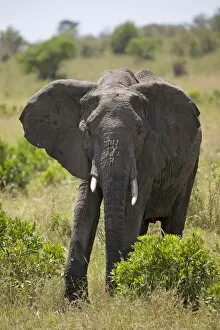 Images Dated 1st October 2008: African elephant (Loxodonta africana), Masai Mara National Reserve, Kenya, East Africa, Africa